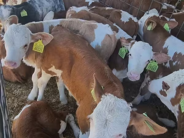 公牛, Simmental cattle