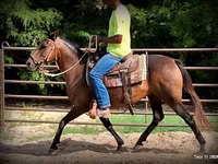 Stute, Quarter Horse — Foto 8
