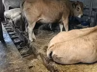 母牛, Aubrac cattle — 照片 1