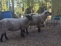 Ram, Shroshire sheep — photo 4