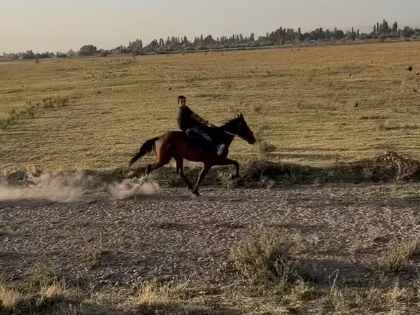 فرس, French Trotter