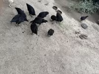 जर्सी जायंट — फ़ोटो 1