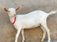 عنزة, Saanen goat — الصورة 1