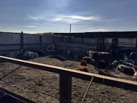 Toro, Simmental cattle — foto 4