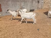 Cabro, Saanen goat — foto 4