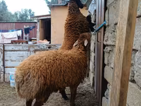 Ram, Blackheaded Persian sheep — photo 5
