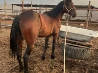 حصان, Standardbred — الصورة 2