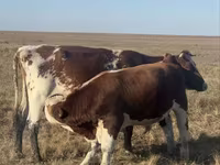 Cow, Cattle — photo 3