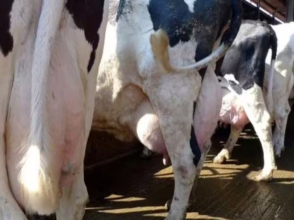 Cow, Holstein breed