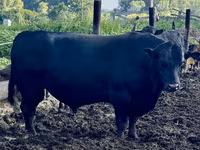 Vaca, Aberdeen-Angus — foto 4