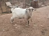 تيس, الماعز — الصورة 4
