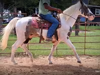 घोड़ा, National Show Horse — फ़ोटो 8