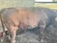 Toro, Ganado vacuno — foto 8
