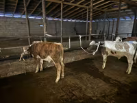 ثور, Latvian Blue cattle — الصورة 2