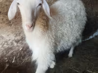 Cabra, Cabras — foto 1