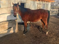 Horse (M), Anglo-Arabian — photo 6