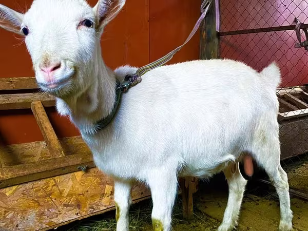 Goat, Saanen goat