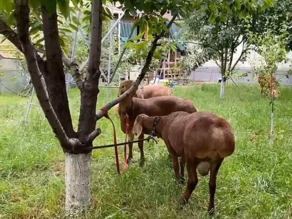 Ram, Sheep