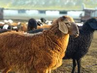 公羊, Sheep — 照片 3
