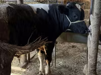Bulle, Russian Black pied cattle — Foto 6