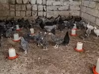 Chickens — photo 3