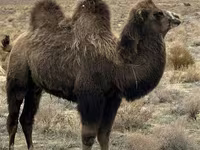 إبل (دفعة، الجنس غير محدد), Kazakh Bactrian camel — الصورة 3