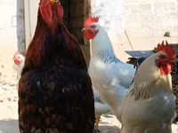 Chickens — Foto 3