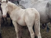 Caballo, Caballos — foto 2