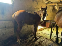 حصان, Horse breed — الصورة 4