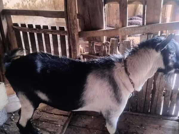 बकरा, Alpine goat