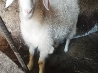 Cabra, Cabras — foto 3