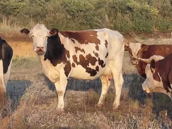 Cow, Simmental cattle