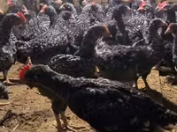 Chickens — photo 1