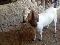Billy Goat, Boer goat — photo 1