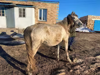 فرس, Kazakh horse — الصورة 1