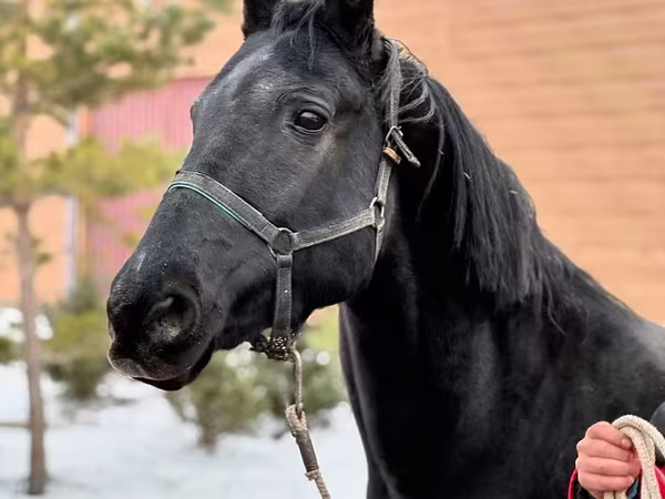 فرس, Akhal-Teke
