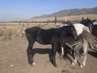 公马, Russian Don — 照片 3