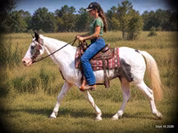 घोड़ा, National Show Horse — फ़ोटो 2