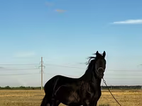 母马, Friesian — 照片 2