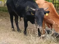 Toro, Ganado vacuno — foto 2