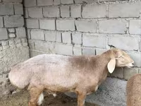 Ram, Arashan sheep — photo 2