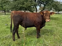 Bulle, Aberdeen-Angus — Foto 2