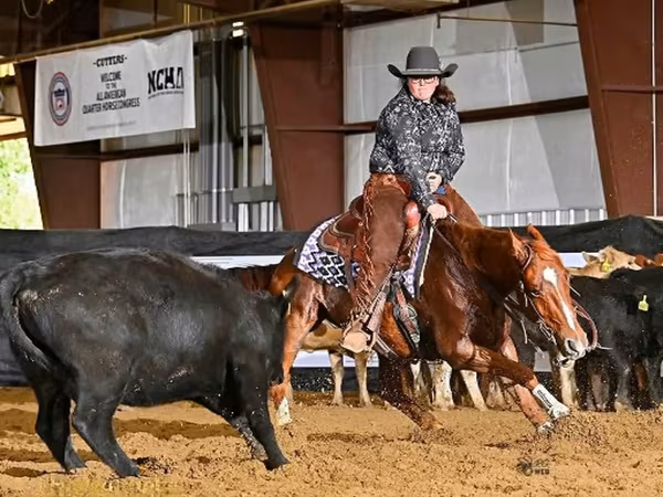 Horse (M), Quarter Horse