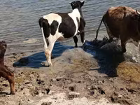 Toro, Raza Holstein — foto 3