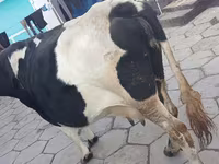 بقرة, Russian Black pied cattle — الصورة 3