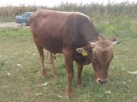 Toro, Raza Alatau — foto 2