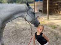 Stute, Quarter Horse — Foto 4
