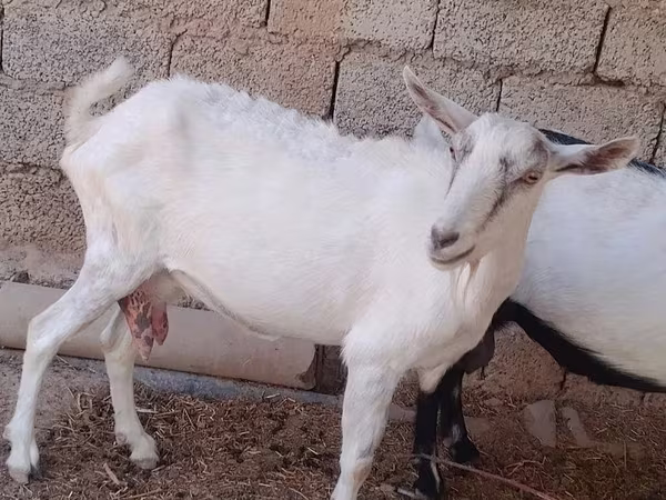 عنزة, Saanen goat
