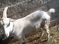 Cabra, Saanen goat — foto 6