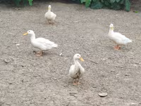 German Pekin — photo 5